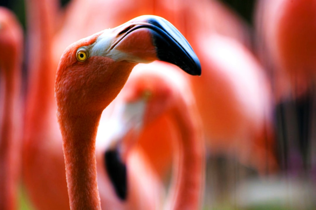 Photo Flamingo mascot